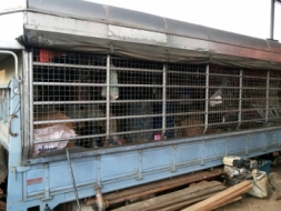 ขายกระบะคาร์โก้ มีคอก หลังคายาว 5 เมตร ขายถูกๆ