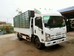 ขาย ISUZU NQR 175